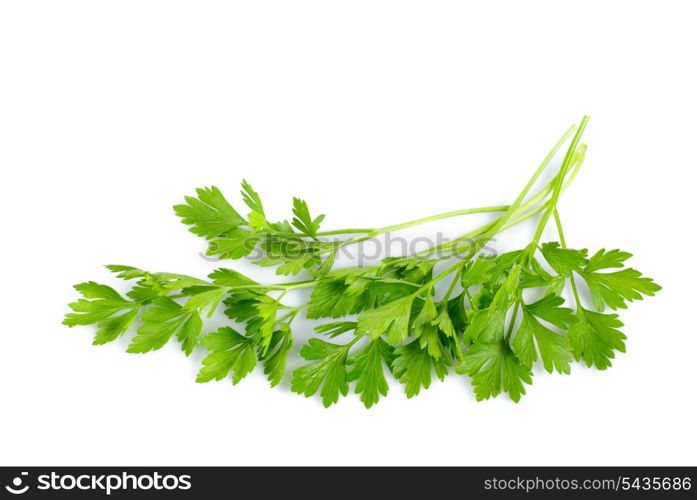 Twigs of green parsley isolated on white close up