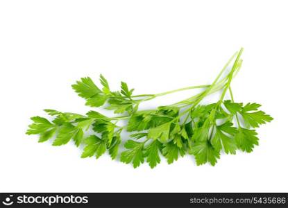 Twigs of green parsley isolated on white close up