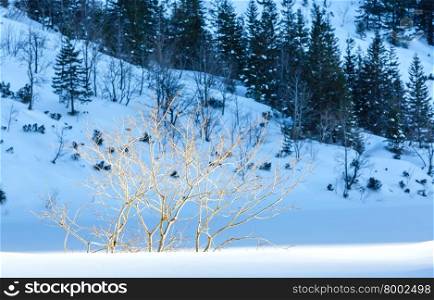 Twigs of tree on winter mountain hill background.
