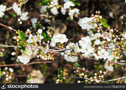 twigs of white flowering cherry in spring forest