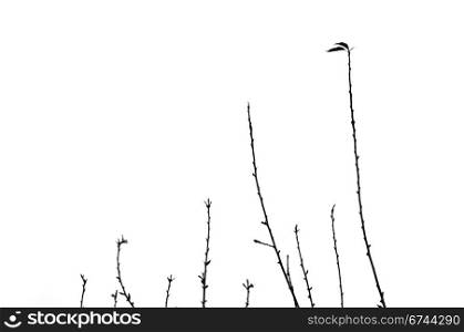 Twigs silhouette of leafless branches on white background.