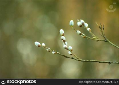 Twigs with white fluffy catkins and blurred background, spring view