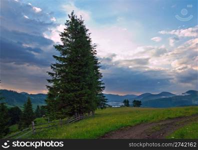 Twilight summer mountain blossoming green meadow with high fir tree and storm clouds