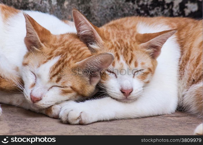 Twin cat sleeping by nestle together