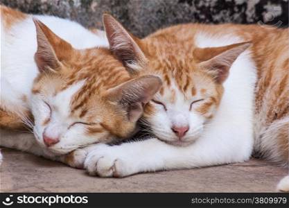 Twin cat sleeping by nestle together