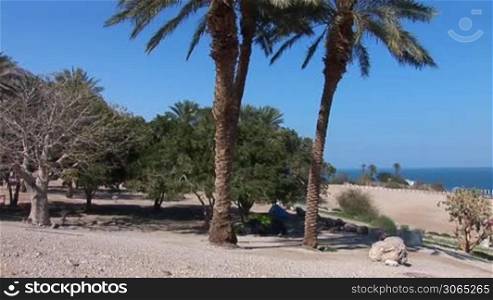 twin palms, near Dead Sea