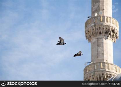 Twin pigeons in air by the side of a minaret