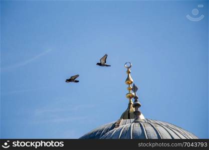 Twin pigeons in air by the side of dome