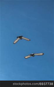 Twin pigeons in the air with wings wide open