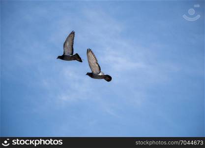 Twin pigeons in the air with wings wide open