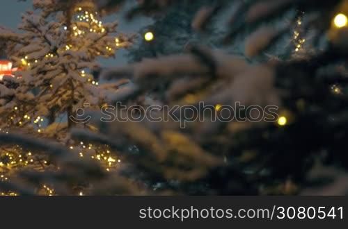 Twinkling Christmas tree with following focus on close-up snowy pine branches. Evening shot