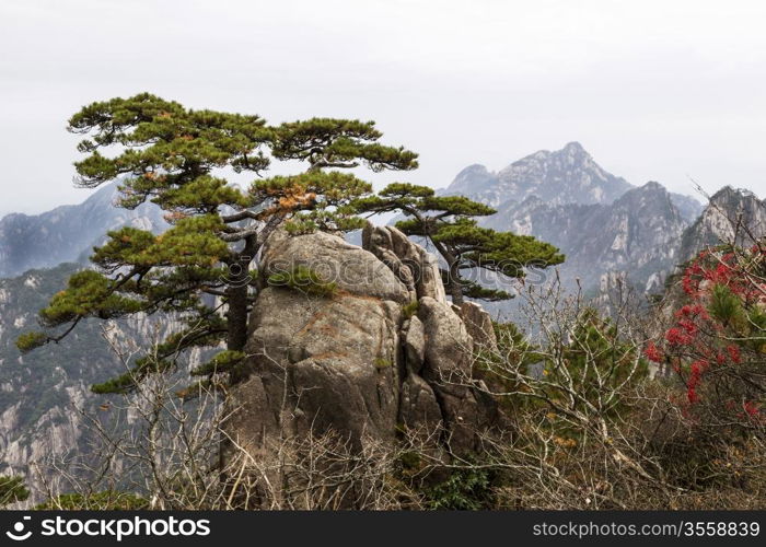 Twisted evergreen tree coming out of large rock with Yellow Mountain Valley and sky in background