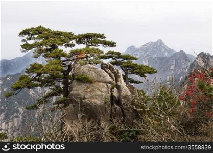 Twisted evergreen tree coming out of large rock with Yellow Mountain Valley and sky in background