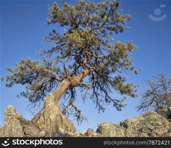 twisted pine tree in Rocky Mountains at Gateway Natural Area near Fort Collins, Colorado