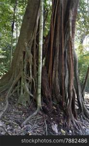 twisted tropical tree roots in rain forest.