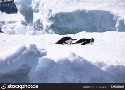 Two Adelie penguins lie on chunks of ice and rest in Antarctica