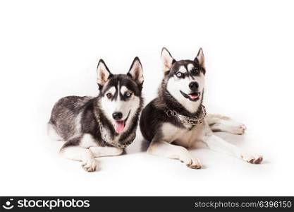 Two adult dogs husky with different colored eyes and a chain around his neck, isolated on white. Two brothers huskies