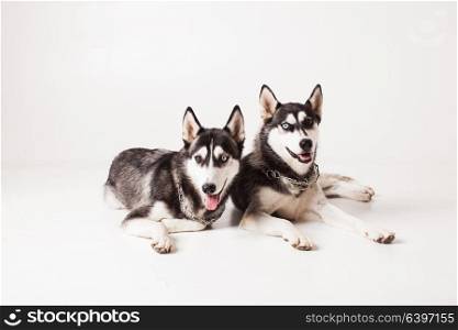 Two adult dogs husky with different colored eyes and a chain around his neck, isolated on white. Two brothers huskies