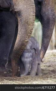 Two adult elephants with a baby elephant