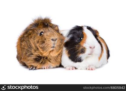 Two adult guinea pigs. Two adult guinea pigs in front of a white background
