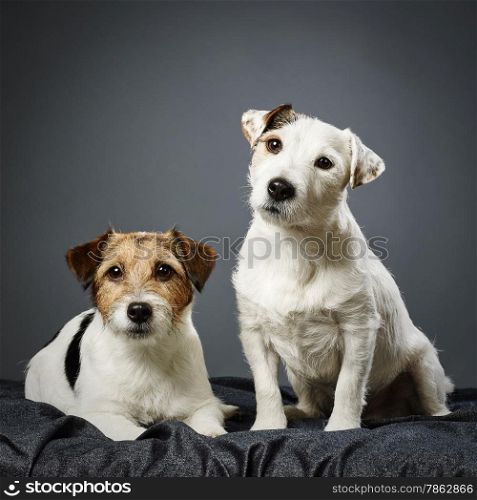 Two adult Jack Russell terrier together, male and female - studio shot and gray background