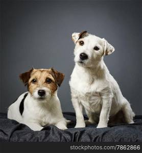 Two adult Jack Russell terrier together, male and female - studio shot and gray background