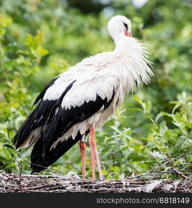 Two adult storks in a big nest