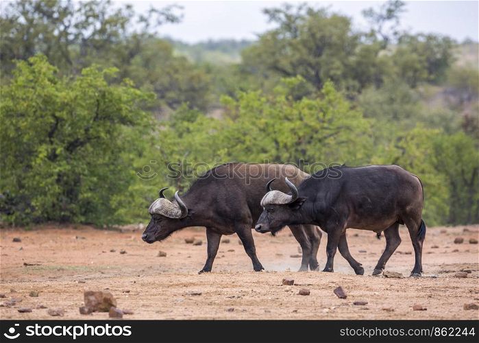 Two African buffalo big bull in Kruger National park, South Africa ; Specie Syncerus caffer family of Bovidae. African buffalo in Kruger National park, South Africa