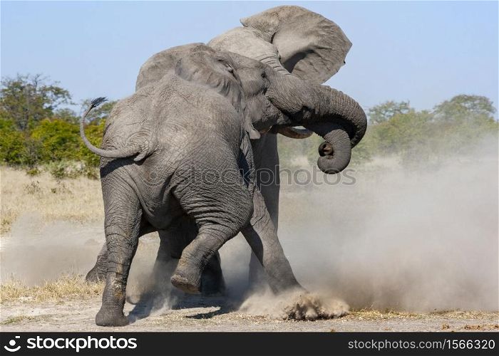 Two African Bull Elephants fighting in the Savuti region of northern Botswana.(Loxodonta africana)