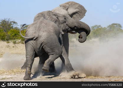 Two African Bull Elephants fighting in the Savuti region of northern Botswana.(Loxodonta africana)