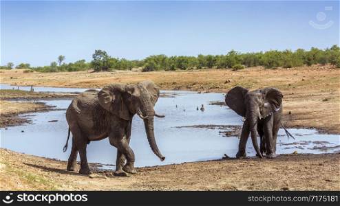 Two African bush elephant charging in Kruger National park, South Africa ; Specie Loxodonta africana family of Elephantidae. African bush elephant in Kruger National park, South Africa