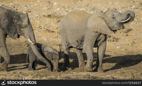 Two African bush elephants and cute calf in Kruger National park, South Africa ; Specie Loxodonta africana family of Elephantidae. African bush elephant in Kruger National park, South Africa