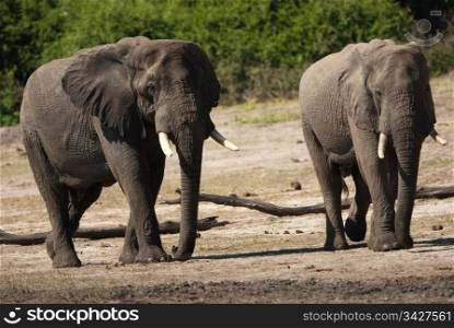 Two AFRICAN BUSH ELEPHANTS (Loxodonta africana) walking