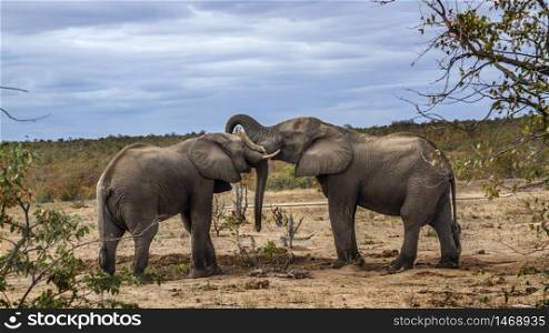 Two African bush elephants playing in savannah in Kruger National park, South Africa ; Specie Loxodonta africana family of Elephantidae. African bush elephant in Kruger National park, South Africa