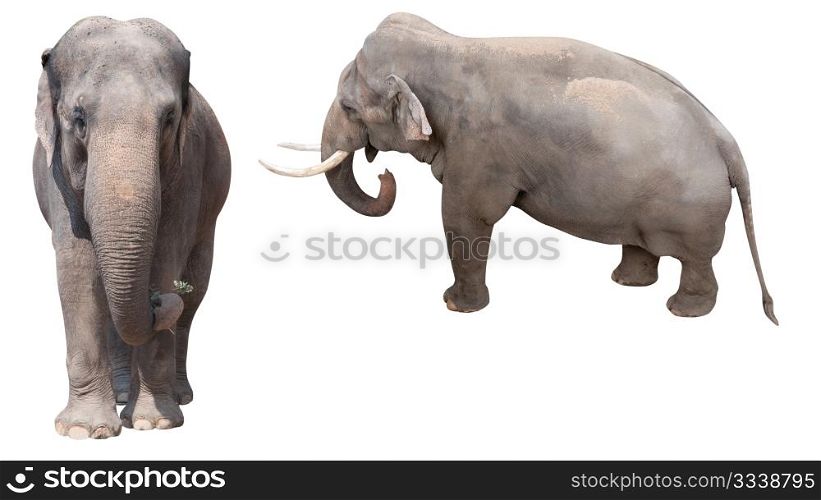 Two African Elephants Isolated on White Background