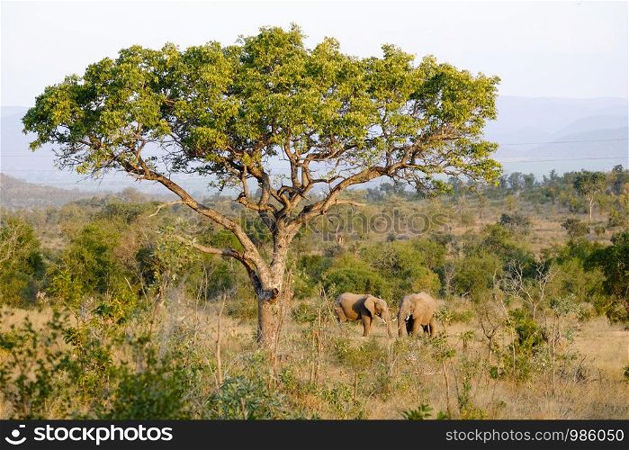 Two african elephants under a baobab tree