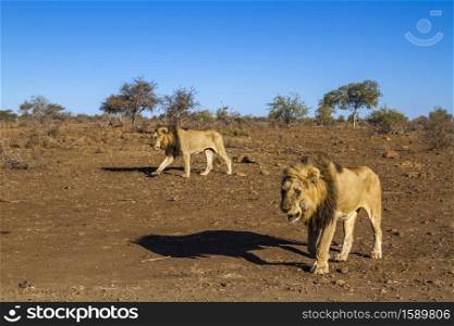 Two African lions walking in dry lowland in Kruger National park, South Africa ; Specie Panthera leo family of Felidae. African lion in Kruger National park, South Africa