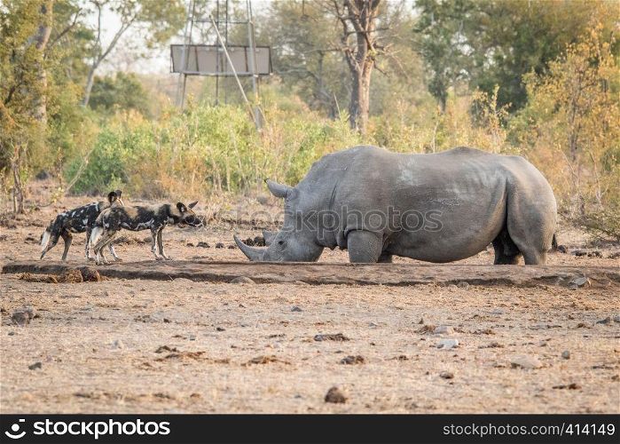 Two African wild dogs with a White rhino in the Kruger National Park, South Africa.