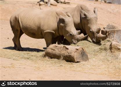 Two African wildlife safari rhinoceros
