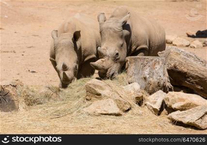 Two African wildlife safari rhinoceros. rhinoceros
