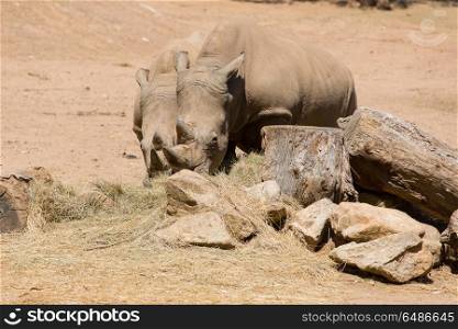 Two African wildlife safari rhinoceros. rhinoceros