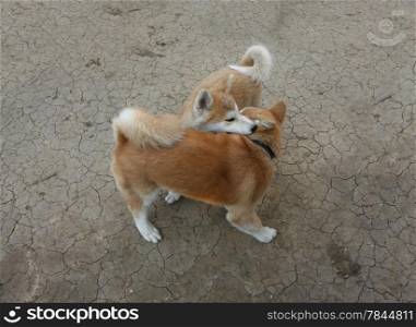 Two Akita Inu puppies playing in the yard