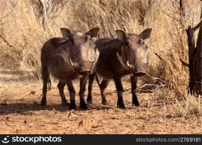 Two Alert Warthogs Standing Under Bushveld Trees