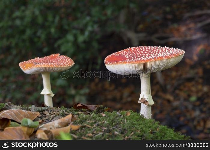 two Amanita muscaria or fly agaric fungus in german nature
