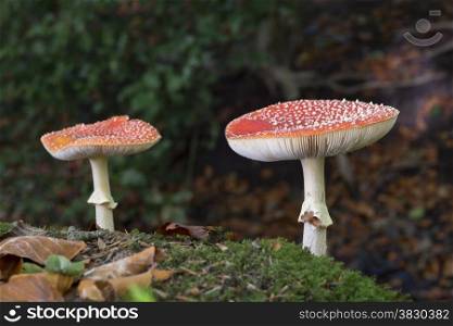 two Amanita muscaria or fly agaric fungus in german nature