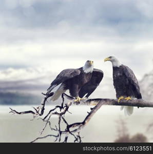 Two American Bald Eagles Perching