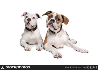 Two American Bulldogs. Two American Bulldogs in front of a white background