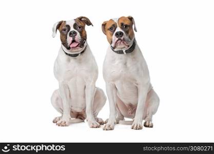 two American Bulldogs. two American Bulldogs sitting in front of a white background