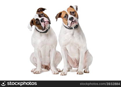 two American Bulldogs. two American Bulldogs sitting in front of a white background