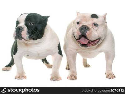 two american bully in front of white background